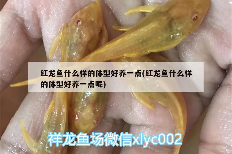 紅龍魚什么樣的體型好養(yǎng)一點(紅龍魚什么樣的體型好養(yǎng)一點呢) 斯維尼關(guān)刀魚