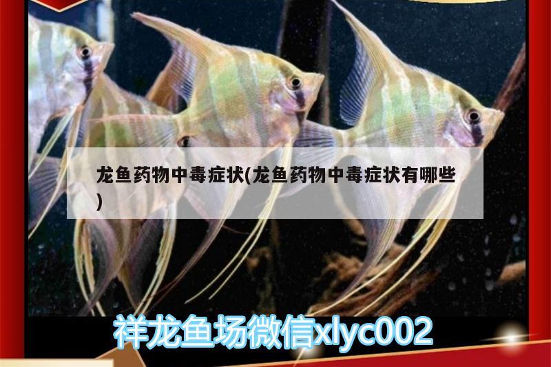 龍魚(yú)藥物中毒癥狀(龍魚(yú)藥物中毒癥狀有哪些)