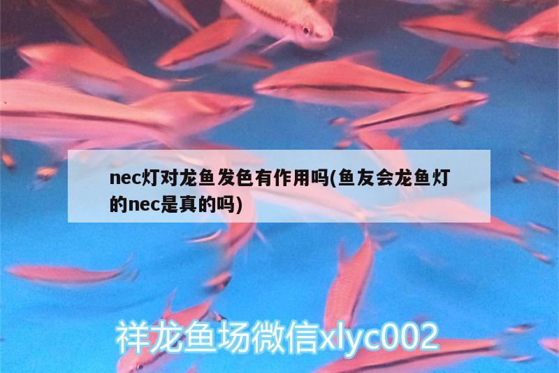 紅龍魚一個月長多少厘米(紅龍魚可以長多長) 飛鳳魚