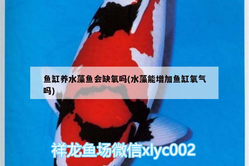 魚缸放海鹽有啥好處，用魚缸養(yǎng)錦鯉海鹽放多少為合適 養(yǎng)魚的好處 第3張