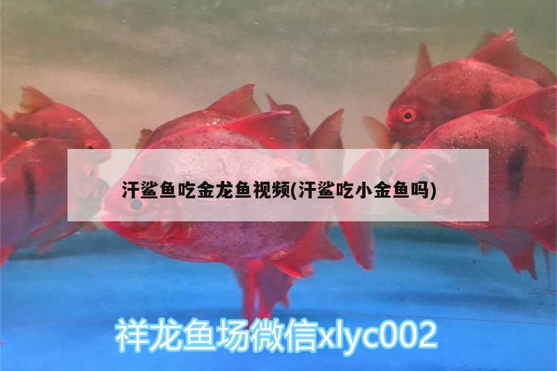 汗鯊魚吃金龍魚視頻(汗鯊吃小金魚嗎) 龍魚百科