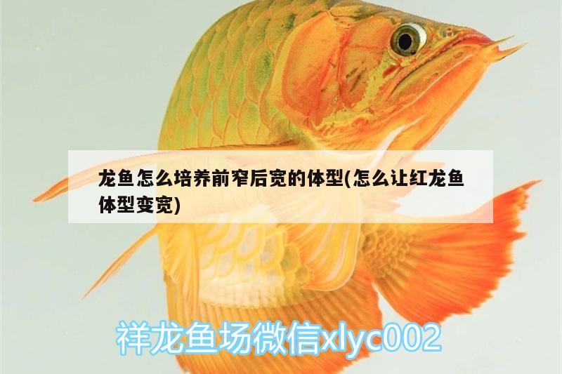 龍魚怎么培養(yǎng)前窄后寬的體型(怎么讓紅龍魚體型變寬)