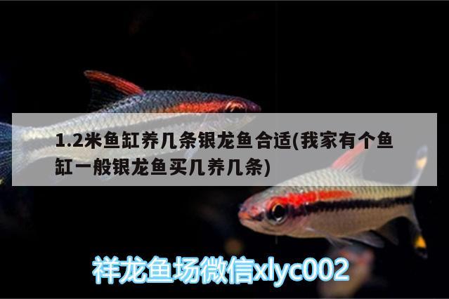 1.2米魚缸養(yǎng)幾條銀龍魚合適(我家有個魚缸一般銀龍魚買幾養(yǎng)幾條)