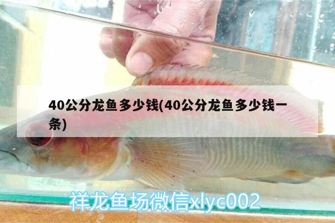 40公分龍魚(yú)多少錢(qián)(40公分龍魚(yú)多少錢(qián)一條) 短身紅龍魚(yú)