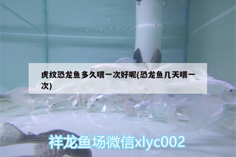 白玉金龍魚工藝品(白玉金龍魚工藝品圖片) 印尼三紋虎