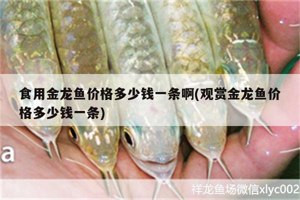 虎紋恐龍王魚能和龍魚混養(yǎng)嘛圖片視頻(恐龍王魚可以混養(yǎng)嗎) 恐龍王魚