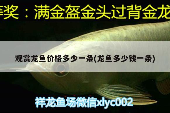 觀賞龍魚價(jià)格多少一條(龍魚多少錢一條)