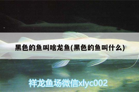 黑色的魚叫啥龍魚(黑色的魚叫什么)