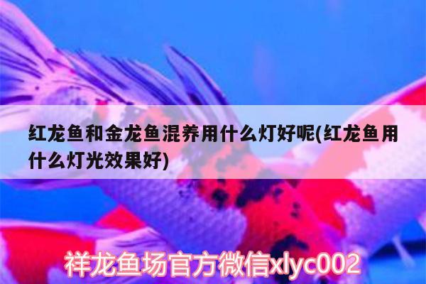 紅龍魚和金龍魚混養(yǎng)用什么燈好呢(紅龍魚用什么燈光效果好) 赤荔鳳冠魚