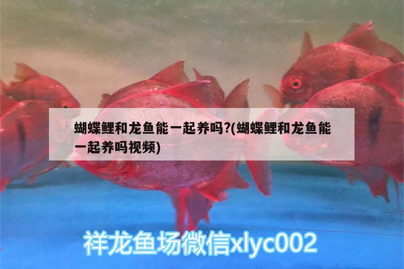 蝴蝶鯉和龍魚能一起養(yǎng)嗎?(蝴蝶鯉和龍魚能一起養(yǎng)嗎視頻) 蝴蝶鯉