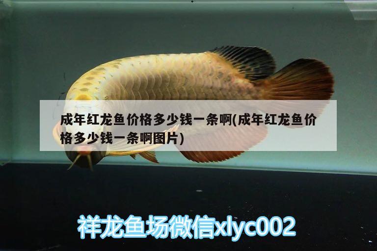 成年紅龍魚價(jià)格多少錢一條啊(成年紅龍魚價(jià)格多少錢一條啊圖片)