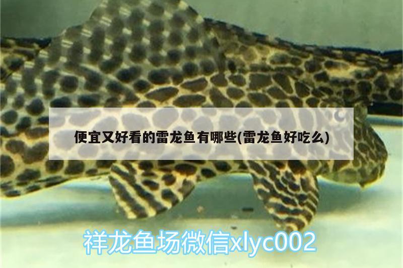 便宜又好看的雷龍魚有哪些(雷龍魚好吃么)