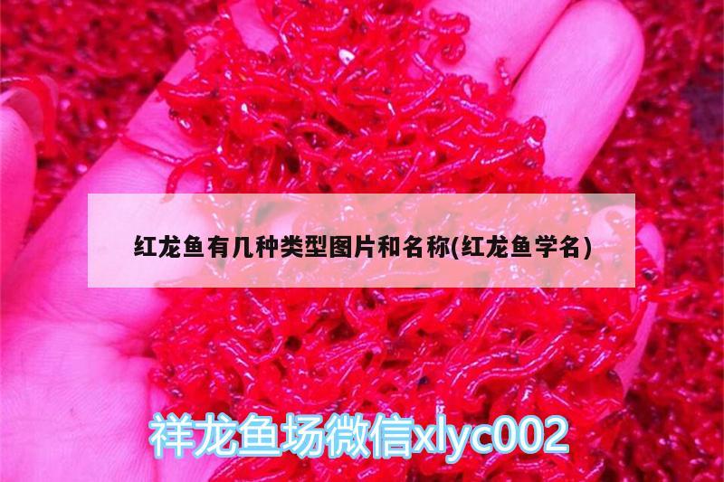 頂級紅龍魚品牌有哪些名字和圖片及價格表(龍魚10大品牌)