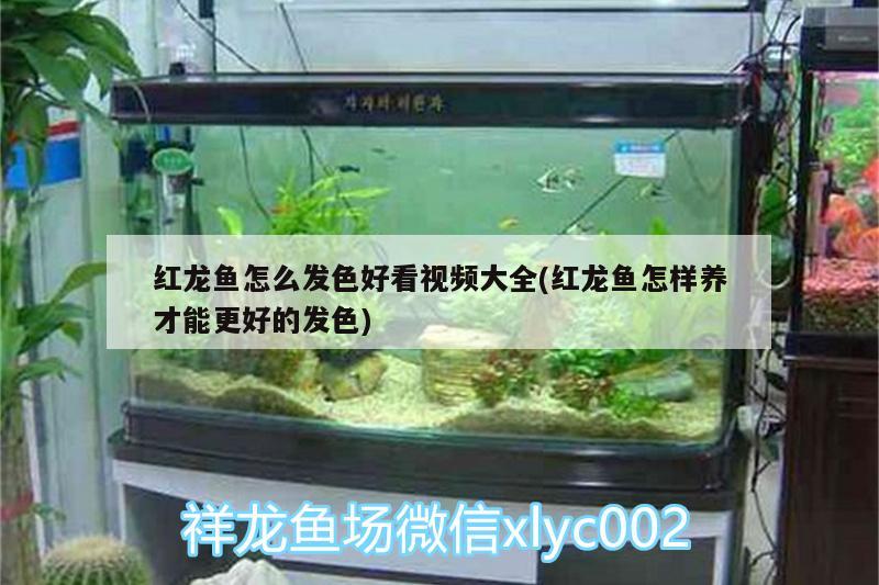 虎皮恐龍魚(yú)跳缸（虎皮恐龍魚(yú)跳缸了怎么辦）