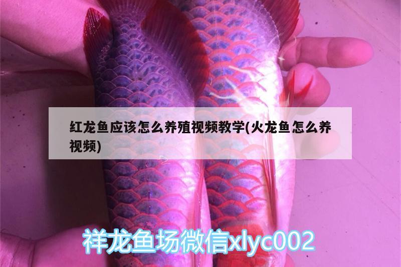 水虎能和龍魚混養(yǎng)嗎圖片大全(水虎魚和虎魚混養(yǎng))