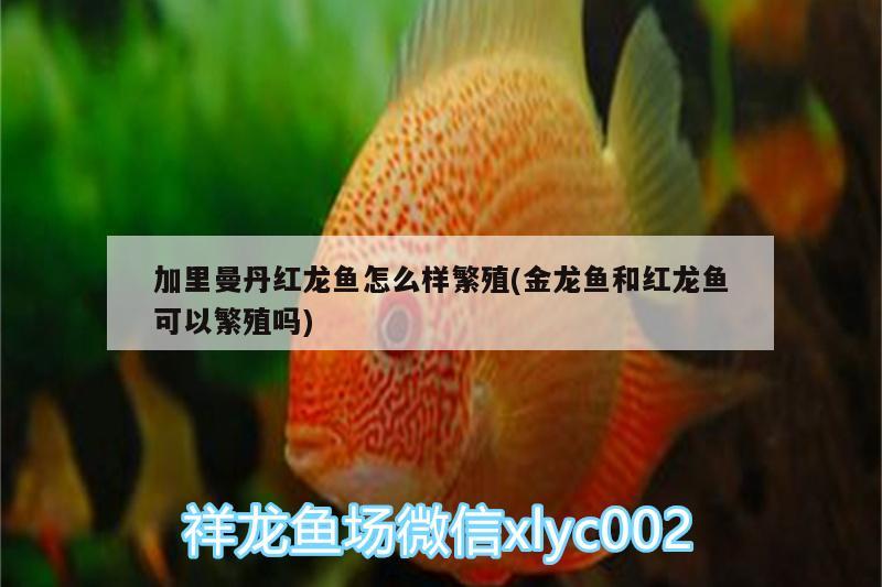 讓我來清洗魚缸吧用英語怎么讀寫：讓我來清洗魚缸吧用英語怎么讀寫作文 廣州水族批發(fā)市場 第1張