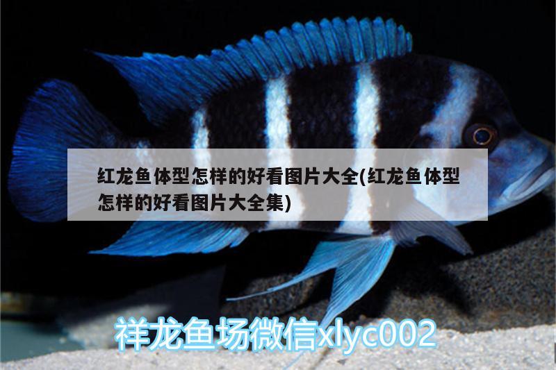 紅龍魚(yú)體型怎樣的好看圖片大全(紅龍魚(yú)體型怎樣的好看圖片大全集) 球鯊魚(yú)