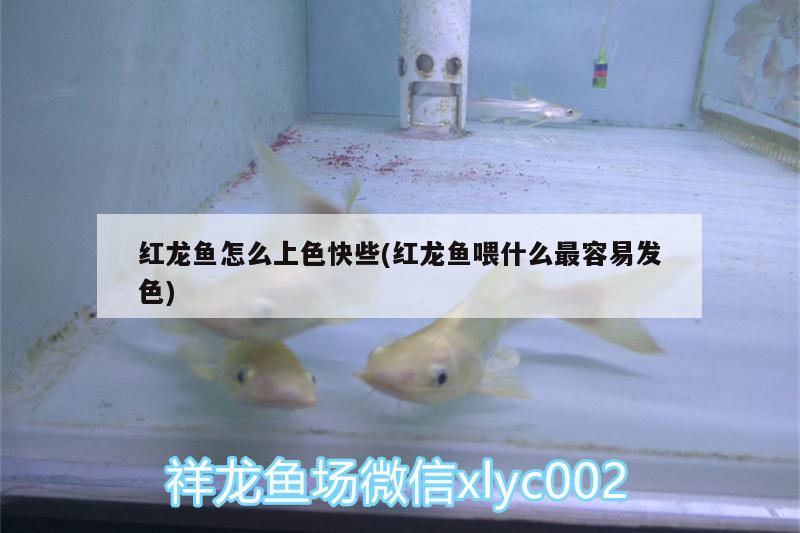 鯊魚能不能和金龍魚混養(yǎng)一起養(yǎng)殖(銀龍魚和鯊魚能混養(yǎng)嗎)