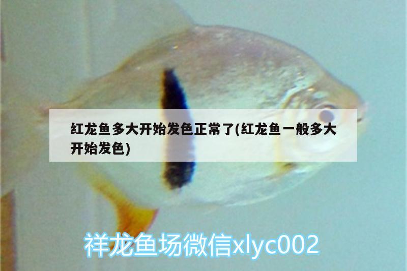 紅龍魚多大開始發(fā)色正常了(紅龍魚一般多大開始發(fā)色)