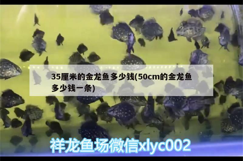 35厘米的金龍魚多少錢(50cm的金龍魚多少錢一條) 養(yǎng)魚知識(shí)