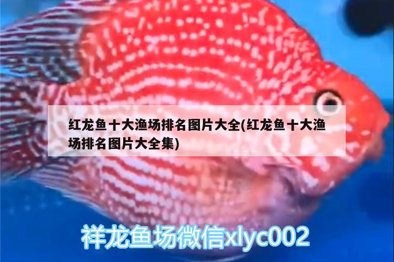 波西亞時光水晶魚缸可以放多少條魚波西亞時光魚缸放幾條魚（《波西亞時光》波西亞時光水晶魚缸可以放多少條魚） 廣州祥龍國際水族貿(mào)易 第3張