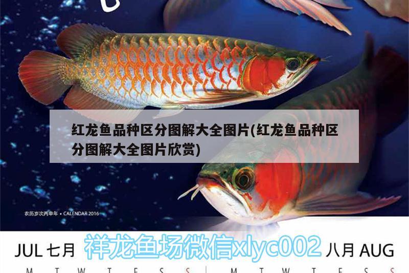 養(yǎng)魚的一天枯燥乏味