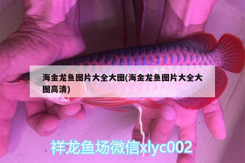 小強一樣的魔門斯卡 羅漢魚 第2張