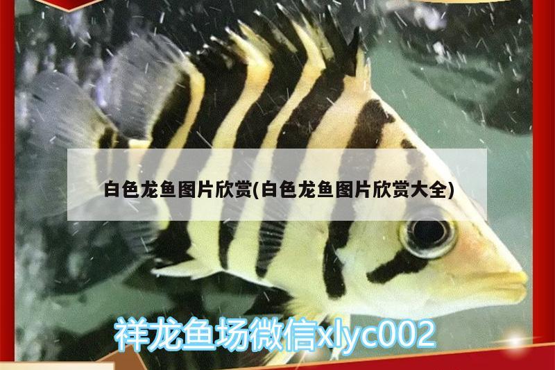 白色龍魚圖片欣賞(白色龍魚圖片欣賞大全)