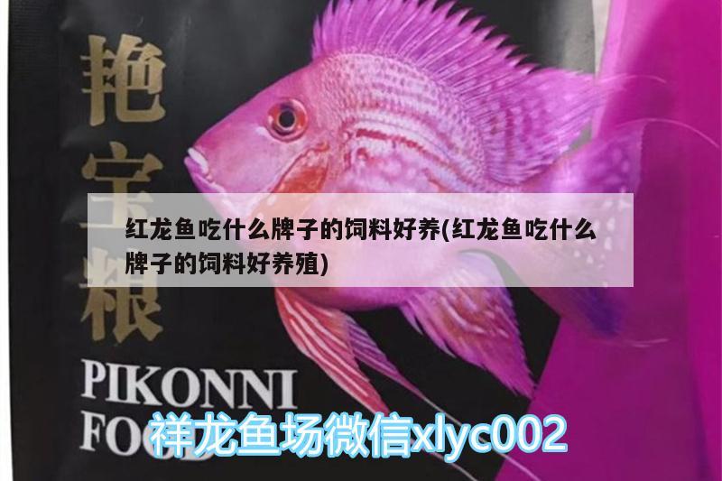 新開缸養(yǎng)水幾天后換水?(新開的缸幾天換水) 銀龍魚