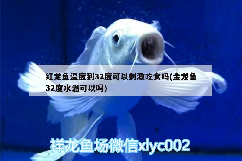 定西觀賞魚市場(chǎng)光頭強(qiáng) 觀賞魚市場(chǎng)（混養(yǎng)魚） 第3張