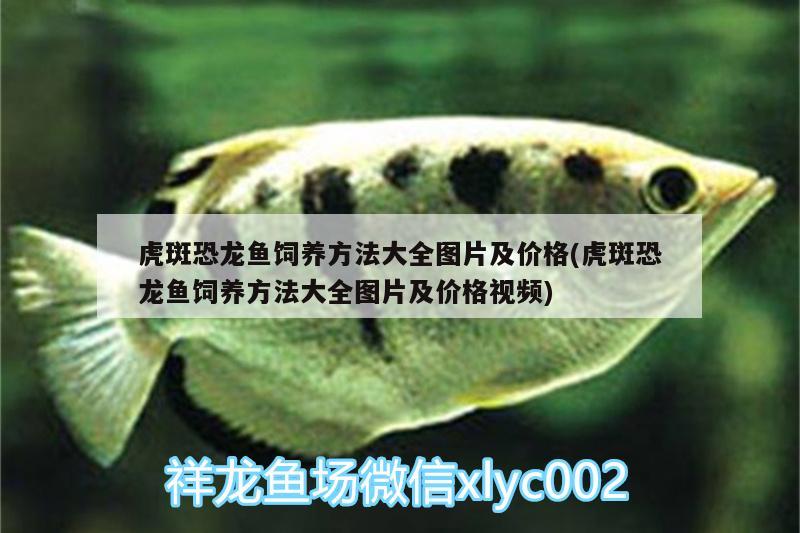 虎斑恐龍魚飼養(yǎng)方法大全圖片及價格(虎斑恐龍魚飼養(yǎng)方法大全圖片及價格視頻)