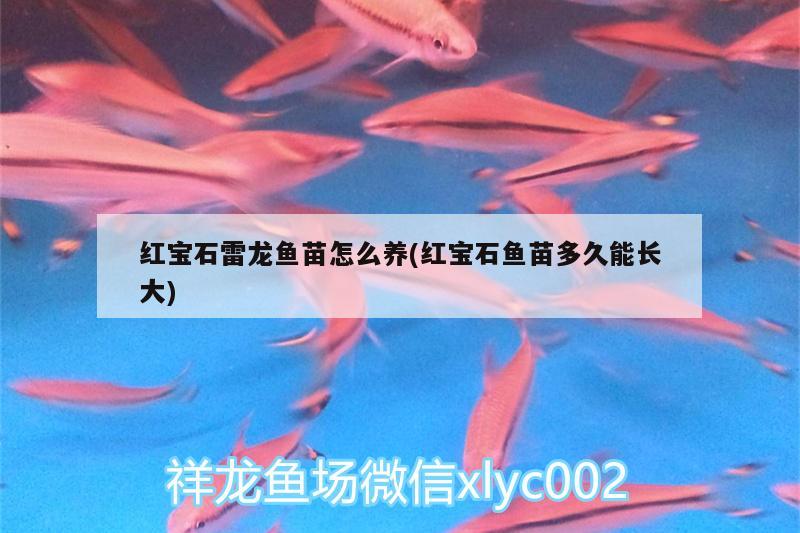 紅寶石雷龍魚苗怎么養(yǎng)(紅寶石魚苗多久能長大) 紅尾平克魚