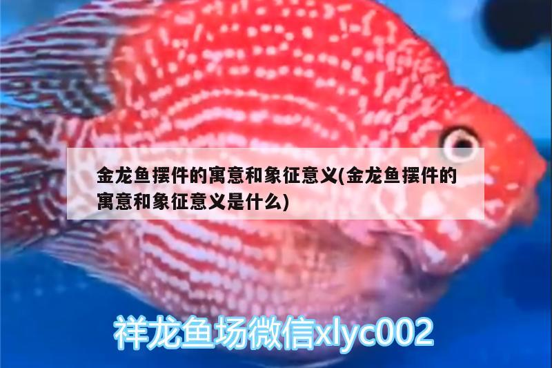 金龍魚(yú)擺件的寓意和象征意義(金龍魚(yú)擺件的寓意和象征意義是什么) 孵化器