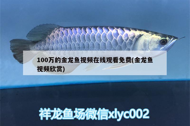 100萬的金龍魚視頻在線觀看免費(金龍魚視頻欣賞) 月光鴨嘴魚