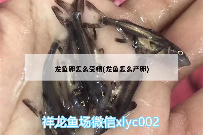 龍魚(yú)卵怎么受精(龍魚(yú)怎么產(chǎn)卵)