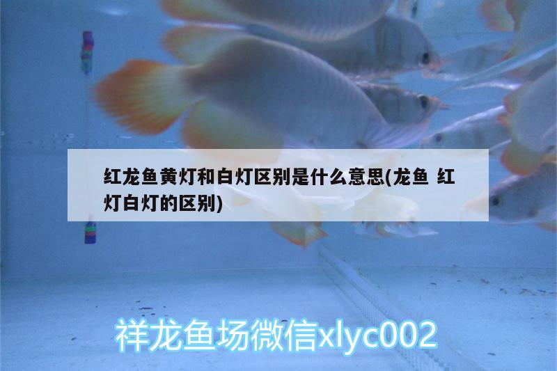 魚(yú)缸里的魚(yú)為什么老在底部呆的不吃食（魚(yú)缸里的魚(yú)為什么老在底部扎堆時(shí)間久了就死掉了） 其他品牌魚(yú)缸 第3張