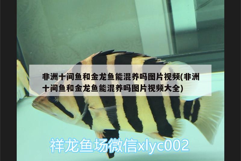 波西亞時光水晶魚缸可以放多少條魚波西亞時光魚缸放幾條魚（《波西亞時光》波西亞時光水晶魚缸可以放多少條魚） 廣州祥龍國際水族貿(mào)易 第1張