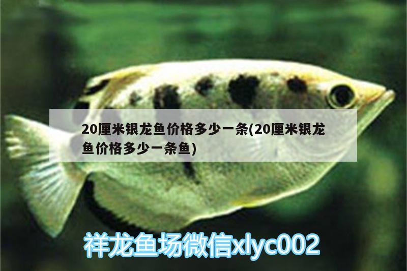 20厘米銀龍魚價格多少一條(20厘米銀龍魚價格多少一條魚) 銀龍魚