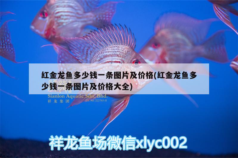 紅金龍魚圖片大全高清壁紙(金龍魚背景圖片高清) 非洲象鼻魚