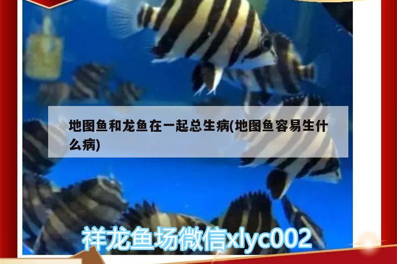 地圖魚和龍魚在一起總生病(地圖魚容易生什么病) 鸚鵡魚