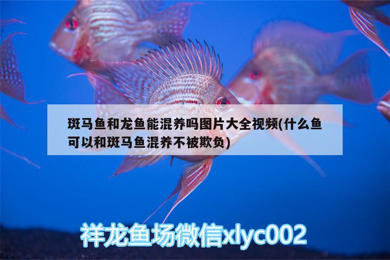 斑馬魚和龍魚能混養(yǎng)嗎圖片大全視頻(什么魚可以和斑馬魚混養(yǎng)不被欺負)