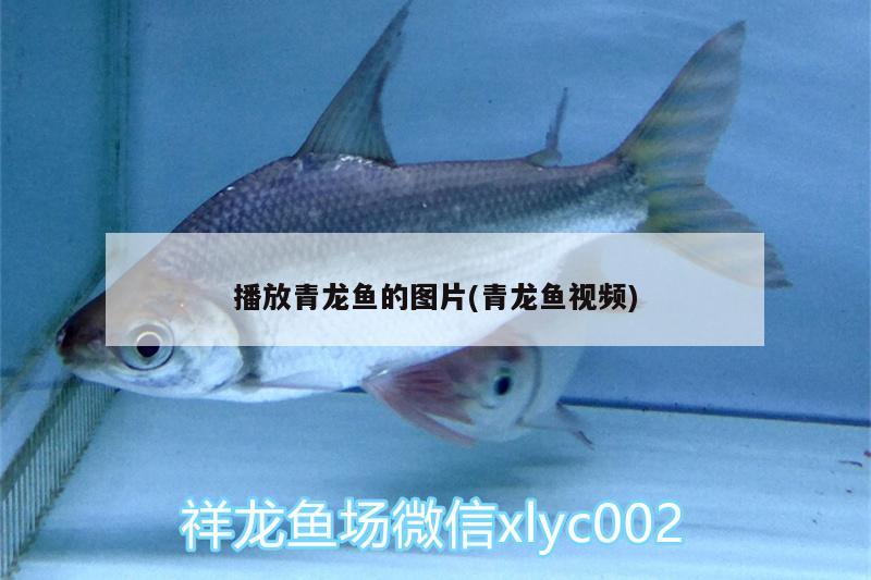 播放青龍魚的圖片(青龍魚視頻) 青龍魚