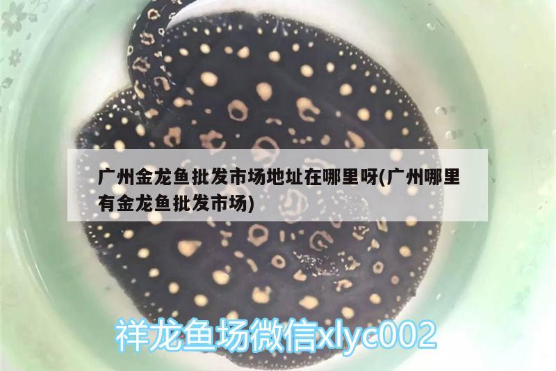 六角龍魚水深50公分可以嗎（ 六角龍魚水深多少合適） 過背金龍魚