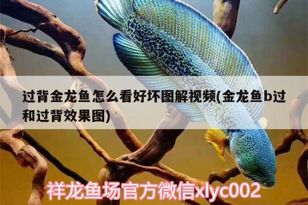 過背金龍魚怎么看好壞圖解視頻(金龍魚b過和過背效果圖) 金龍魚百科