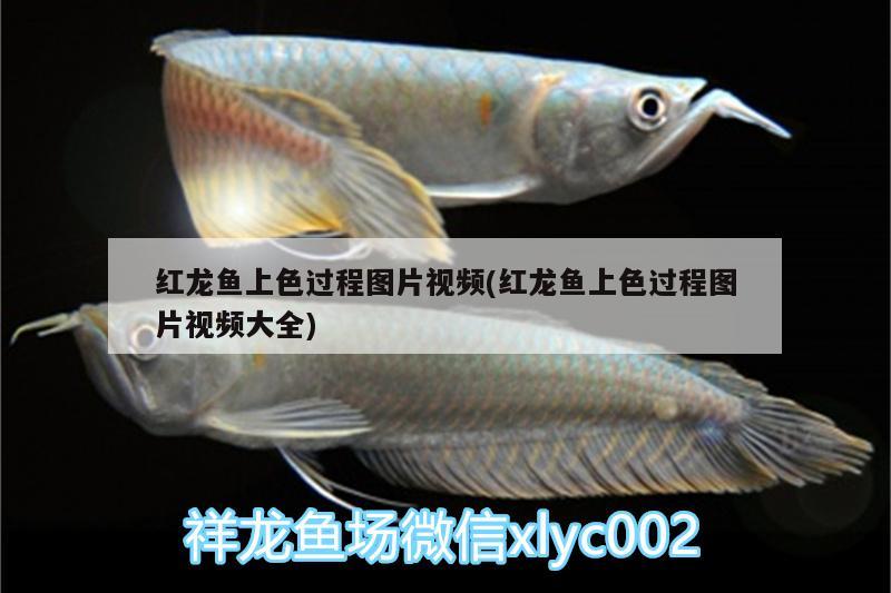 紅龍魚上色過程圖片視頻(紅龍魚上色過程圖片視頻大全) 野彩魚