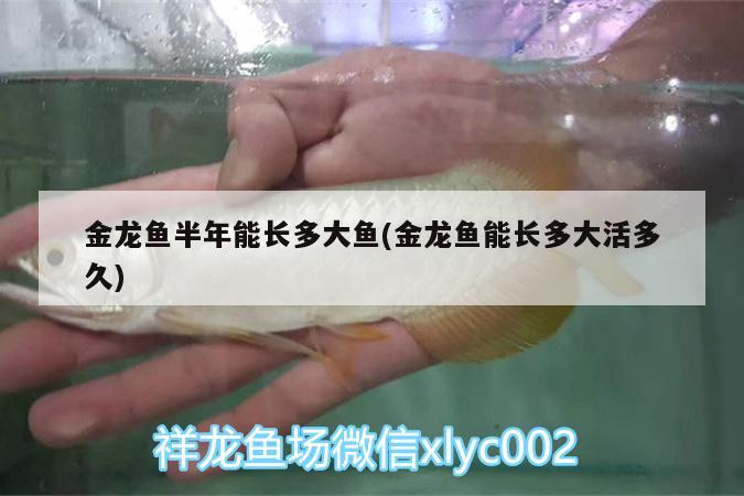 遼源二手魚缸出售信息最新價格(遼源二手魚缸出售信息最新價格查詢) 孵化器