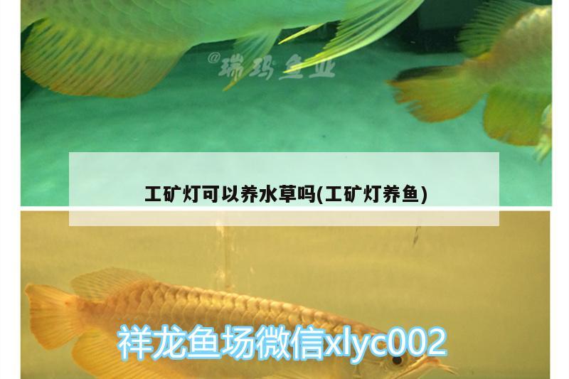 工礦燈可以養(yǎng)水草嗎(工礦燈養(yǎng)魚) 水草