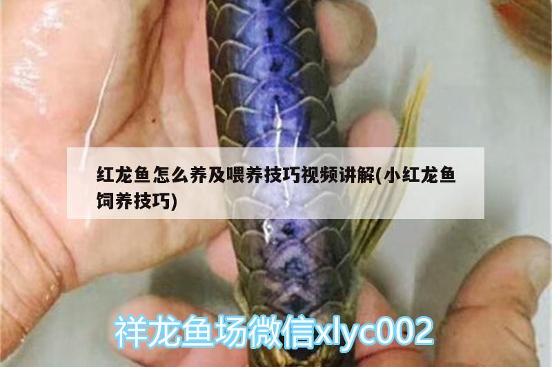 紅龍魚怎么養(yǎng)及喂養(yǎng)技巧視頻講解(小紅龍魚飼養(yǎng)技巧) 星點金龍魚