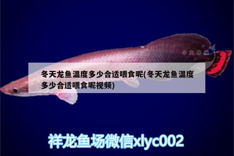 冬天龍魚溫度多少合適喂食呢(冬天龍魚溫度多少合適喂食呢視頻) 魚缸水質(zhì)穩(wěn)定劑