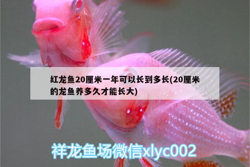 紅龍魚20厘米一年可以長(zhǎng)到多長(zhǎng)(20厘米的龍魚養(yǎng)多久才能長(zhǎng)大)